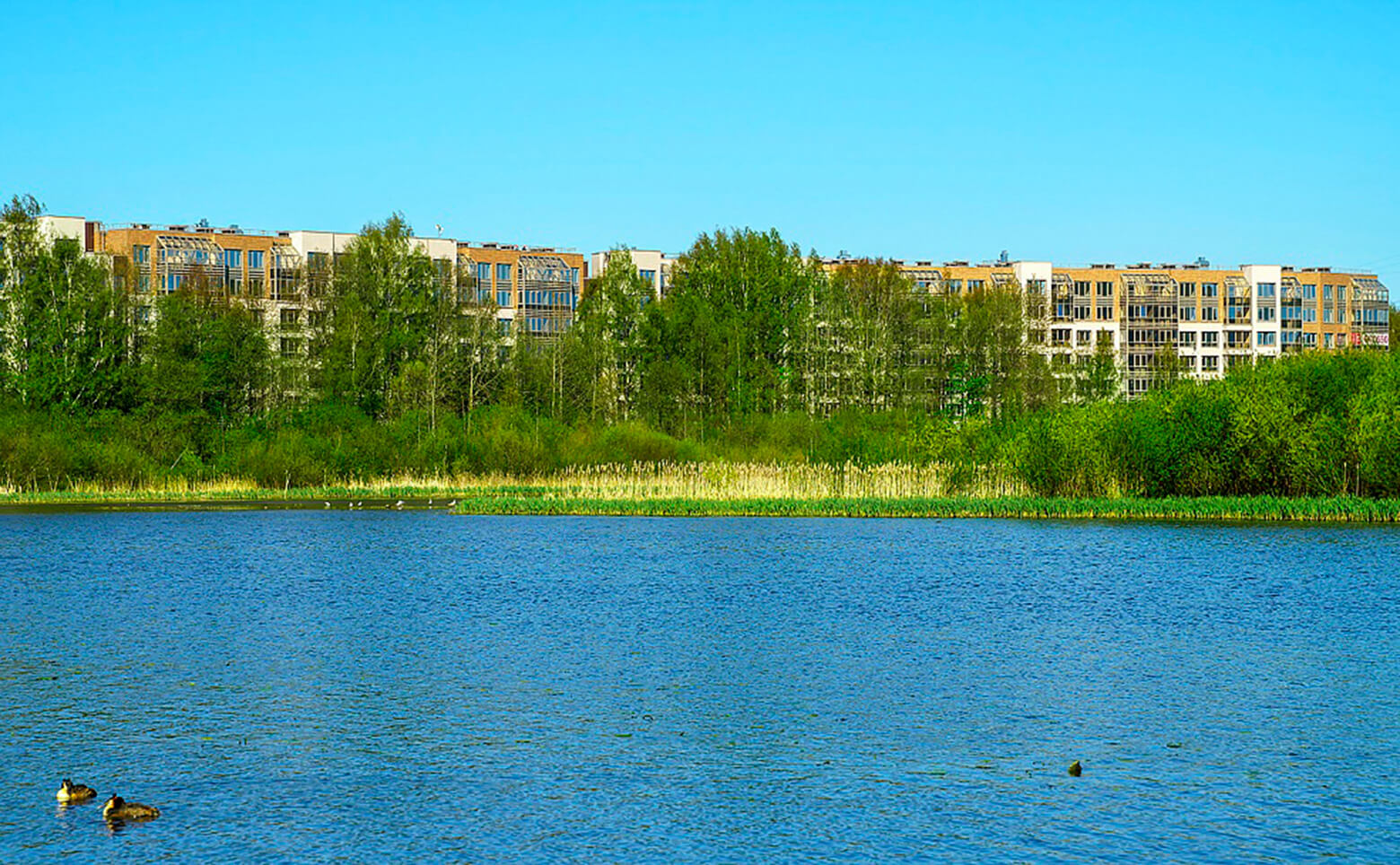 БФА в Озерках, Студия, 33 м² фото 3